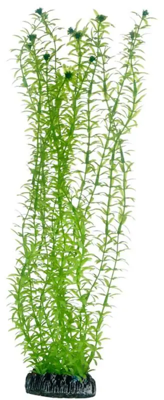 Hobby Lagarosiphon 34 cm
